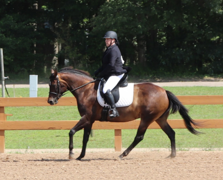 HorseID: 2304717 Willy Be My Valentine - PhotoID: 1087709