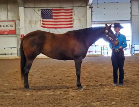 HorseID: 2304717 Willy Be My Valentine - PhotoID: 1087710