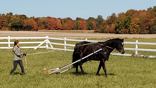 HorseID: 2304717 Willy Be My Valentine - PhotoID: 1087711