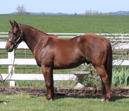 HorseID: 2304723 Lening To Cash - PhotoID: 1087718