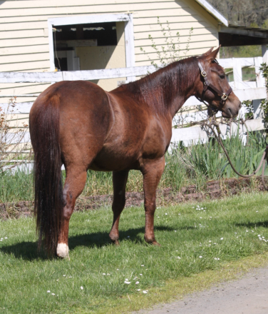 HorseID: 2304723 Lening To Cash - PhotoID: 1087719