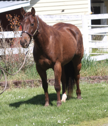 HorseID: 2304723 Lening To Cash - PhotoID: 1087720