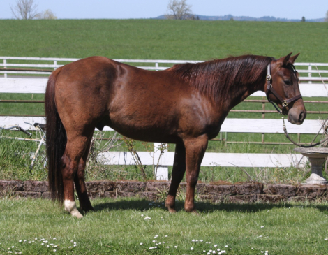 HorseID: 2304723 Lening To Cash - PhotoID: 1087721