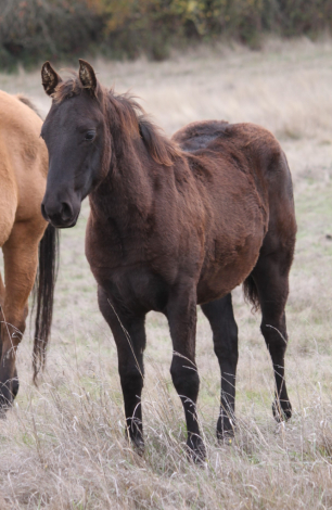 HorseID: 2304725 Pending '25 filly - PhotoID: 1087722