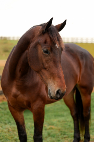 HorseID: 2304727 Friesian/warmblood mare - PhotoID: 1087743