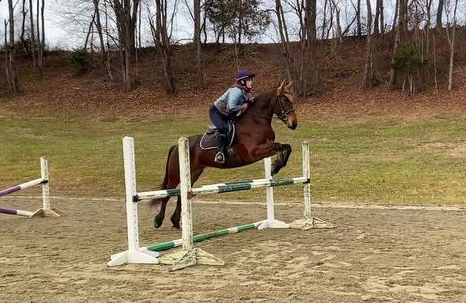 HorseID: 2304727 Friesian/warmblood mare - PhotoID: 1087744