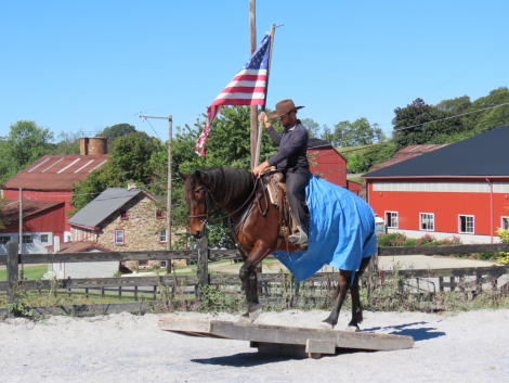 HorseID: 2304727 Friesian/warmblood mare - PhotoID: 1087745