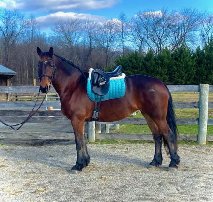 HorseID: 2304727 Friesian/warmblood mare - PhotoID: 1087746