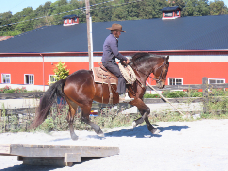 HorseID: 2304727 Friesian/warmblood mare - PhotoID: 1087747