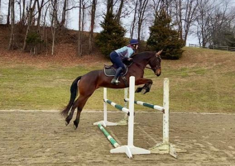 HorseID: 2304727 Friesian/warmblood mare - PhotoID: 1087748