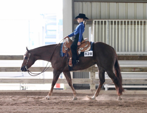 HorseID: 2304728 Impulsed by Flash - PhotoID: 1087728