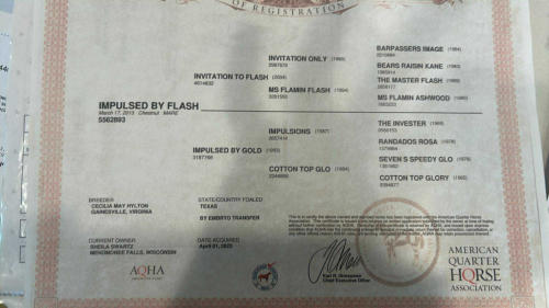 HorseID: 2304728 Impulsed by Flash - PhotoID: 1087732