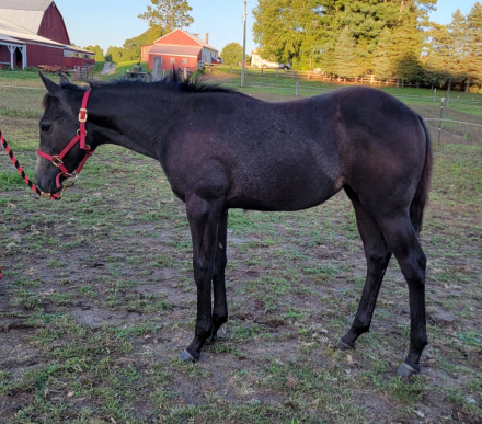 HorseID: 2304731 Smokn Tequila Grayce - PhotoID: 1087733