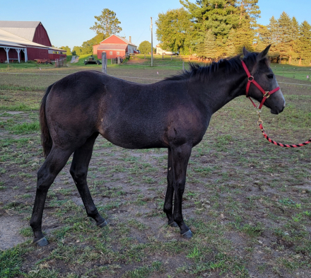 HorseID: 2304731 Smokn Tequila Grayce - PhotoID: 1087734