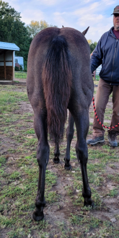 HorseID: 2304731 Smokn Tequila Grayce - PhotoID: 1087735