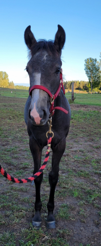 HorseID: 2304731 Smokn Tequila Grayce - PhotoID: 1087736