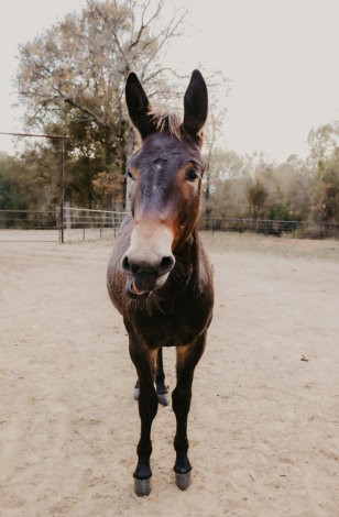 HorseID: 2304736 Rocinante - PhotoID: 1087741