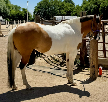 HorseID: 2304740 JWR Designer Gems - PhotoID: 1087751