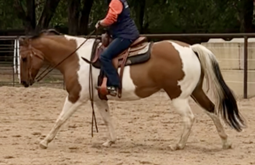 HorseID: 2304740 JWR Designer Gems - PhotoID: 1087752