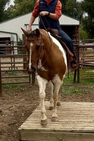 HorseID: 2304740 JWR Designer Gems - PhotoID: 1087753