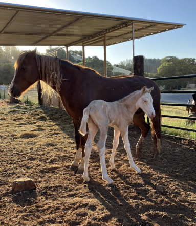 HorseID: 2304743 Cookies and Cream SS - PhotoID: 1087757