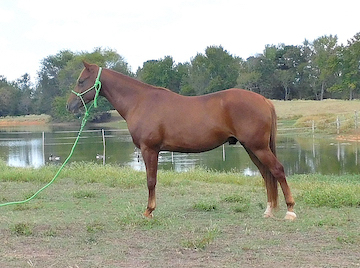 HorseID: 2304747 Tabasco - PhotoID: 1087766