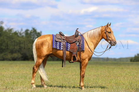 HorseID: 2304748 Charlie Brown - PhotoID: 1087763