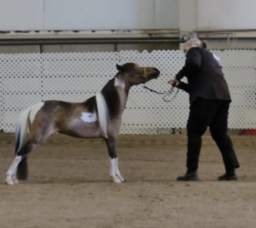 HorseID: 2304749 FLYING GS SIGNATURE MELODY - PhotoID: 1087774