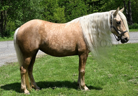 HorseID: 2304750 Tatium and Shae - PhotoID: 1087769