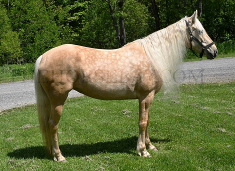 HorseID: 2304750 Tatium and Shae - PhotoID: 1087770