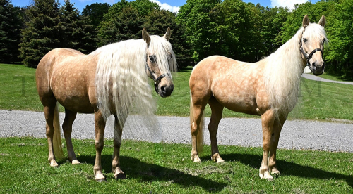 HorseID: 2304750 Tatium and Shae - PhotoID: 1087771