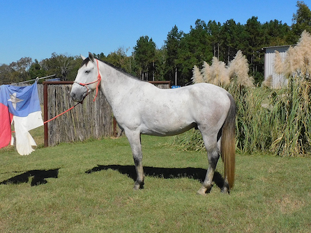 HorseID: 2304753 Modesto - Andalusian/Friesan X grey gelding - PhotoID: 1087772