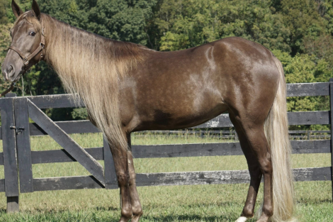 HorseID: 2304754 GHS's High End Pice - PhotoID: 1087776