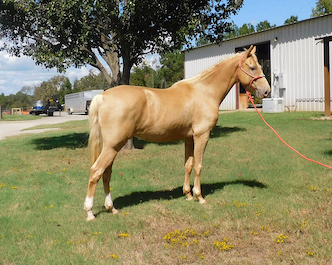 HorseID: 2304755 Rasputin - Saddlebred X gelding, palomino - PhotoID: 1087773