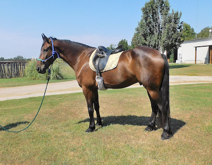 HorseID: 2304756 Roscoe - Reg. 8 yo Friesan Sport Horse, DRESSAGE!! - PhotoID: 1087775