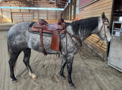 HorseID: 2304757 Hyers Bugsy Dash - PhotoID: 1087778