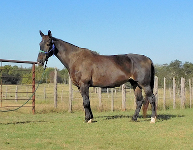 HorseID: 2304758 Lotus - DHH, grade, 17hh gelding, rides and drives - PhotoID: 1087777