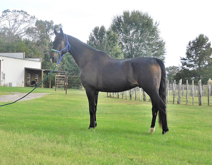 HorseID: 2304759 Duke - Friesan grade gelding, black 15.3h fancy! - PhotoID: 1087779