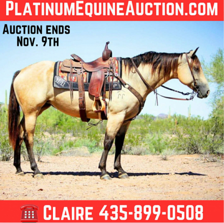 HorseID: 2304760 Miss Josies Song. - PhotoID: 1087811