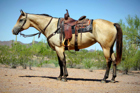 HorseID: 2304760 Miss Josies Song. - PhotoID: 1087812