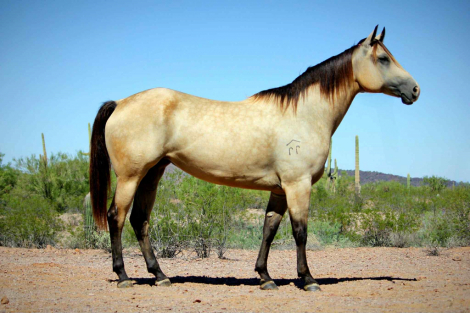 HorseID: 2304760 Miss Josies Song. - PhotoID: 1087813