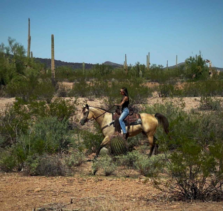 HorseID: 2304760 Miss Josies Song. - PhotoID: 1087814