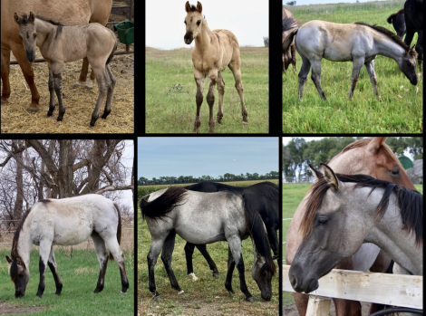 HorseID: 2304761 Perfect Harmony - PhotoID: 1087780