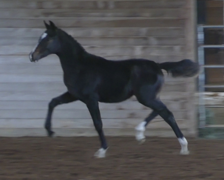 HorseID: 2304763 CF Catalina - PhotoID: 1087783