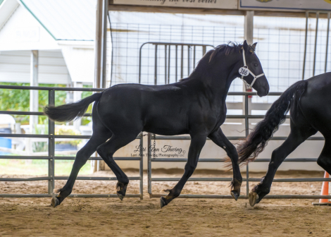 HorseID: 2304765 Elegance of Majestic Friesians - PhotoID: 1087788