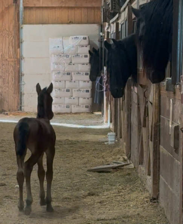 HorseID: 2304767 Happy Riella - PhotoID: 1087789