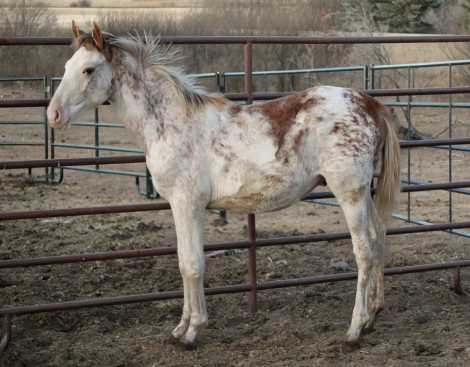 HorseID: 2304771 FF Arctic Traveler - PhotoID: 1087790