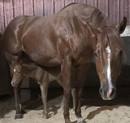 HorseID: 2304775 Franciscos Cucuy - PhotoID: 1087823