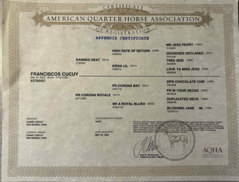 HorseID: 2304775 Franciscos Cucuy - PhotoID: 1087824