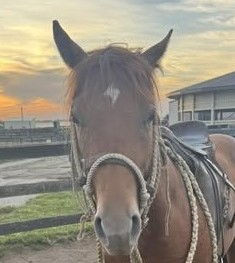 HorseID: 2304775 Franciscos Cucuy - PhotoID: 1087825